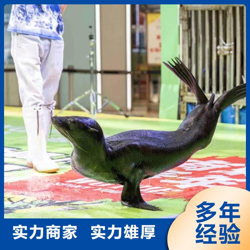 海洋主题动物表演_海狮表演租赁2025专业的团队