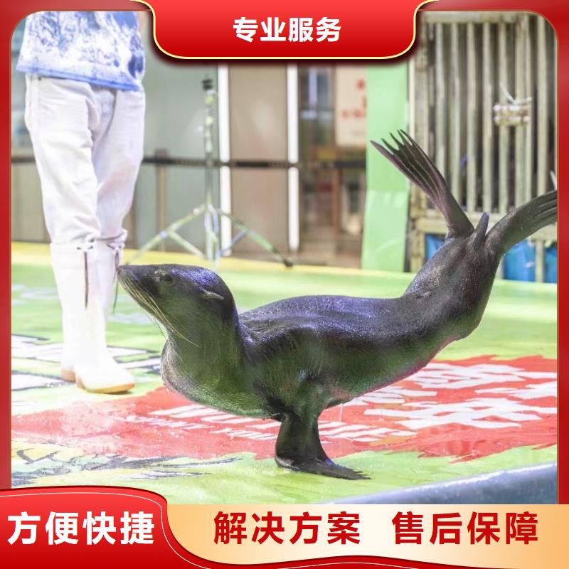 海洋主题动物表演【活体羊驼租赁】一站式服务