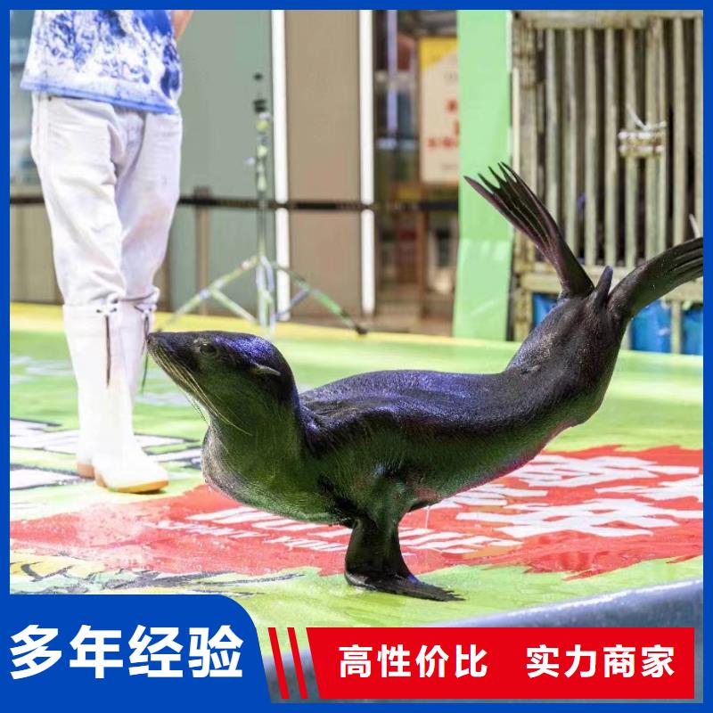 海洋主题动物表演马戏表演知名公司