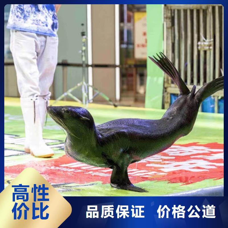 海洋主题动物表演【企鹅演出】全市24小时服务