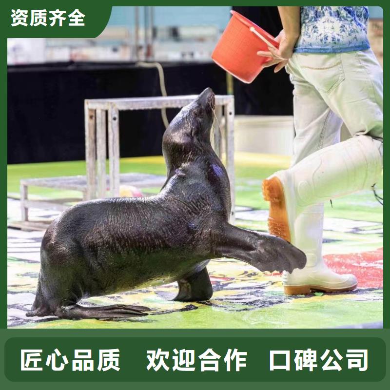 海洋主题动物表演表演动物出租公司