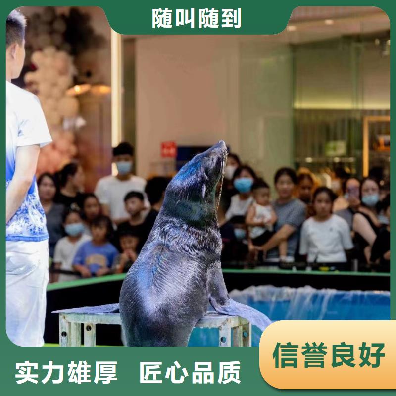 海洋主题动物表演_【【海狮杂技表演】】方便快捷