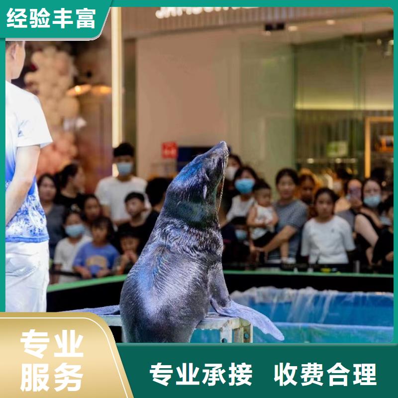 海洋主题动物表演,马戏团出租 从业经验丰富