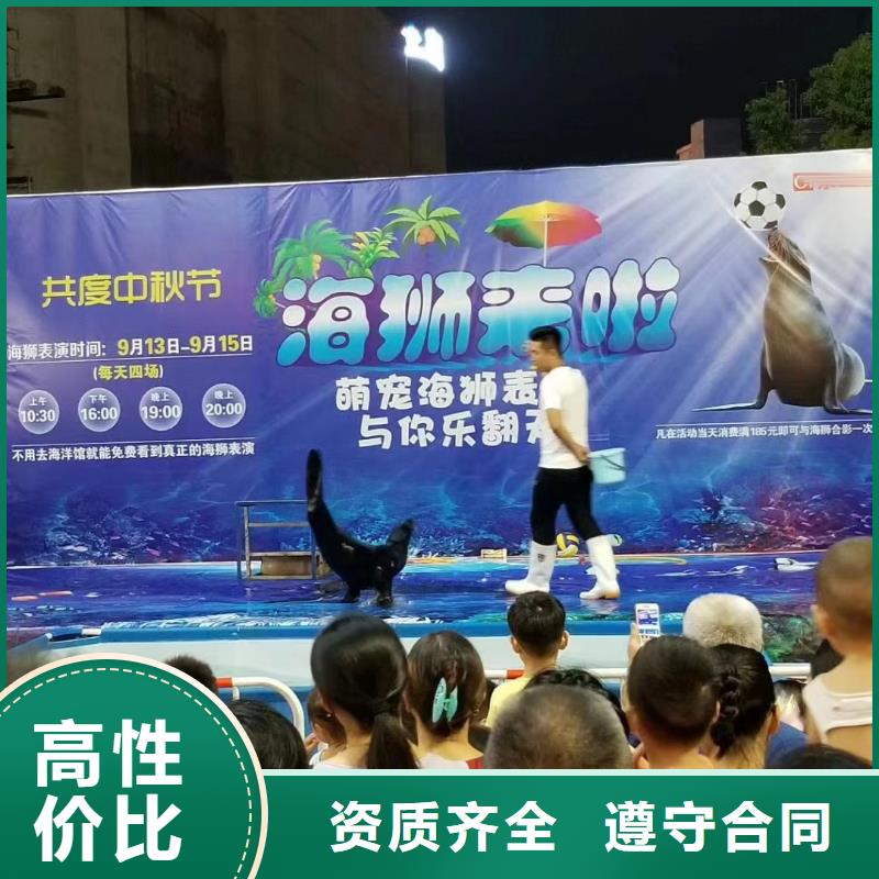 海洋主题动物表演 出租羊驼多年行业经验
