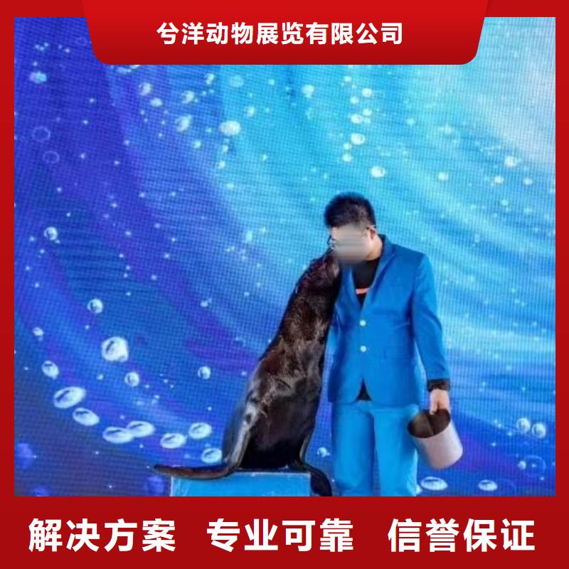 【海洋主题动物表演】_【海狮表演租赁】靠谱商家