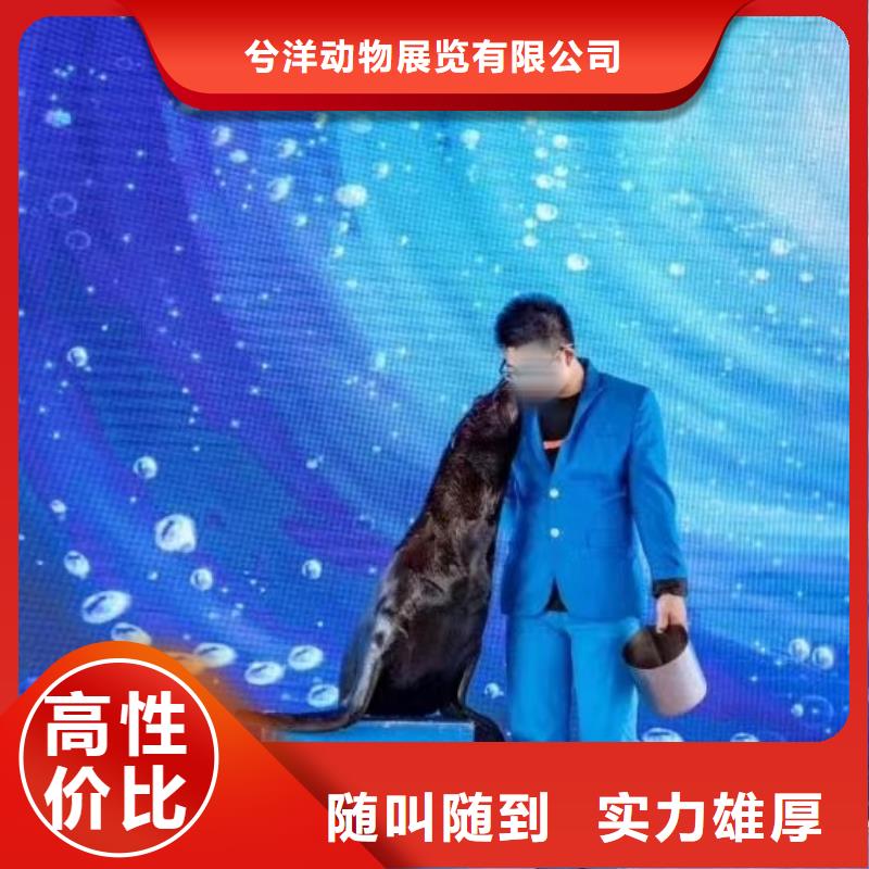 海洋主题动物表演动物表演出租实力强有保证