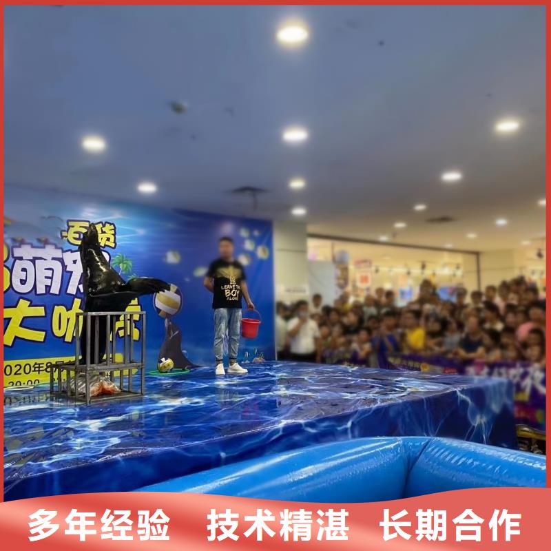 海洋主题动物表演【【海狮表演出租】】质优价廉