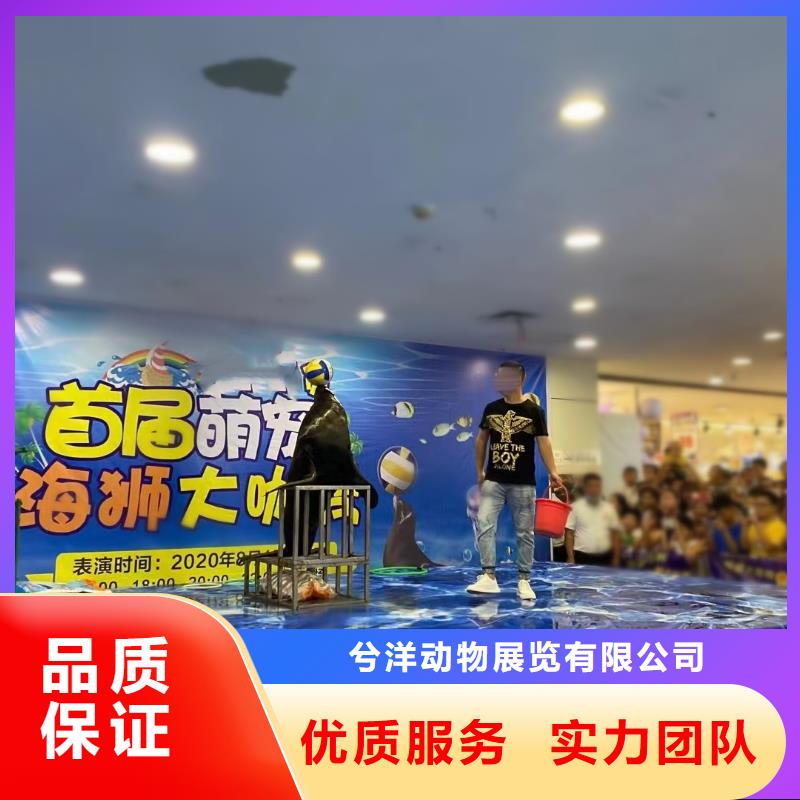 海洋主题动物表演美人鱼表演出租专业可靠