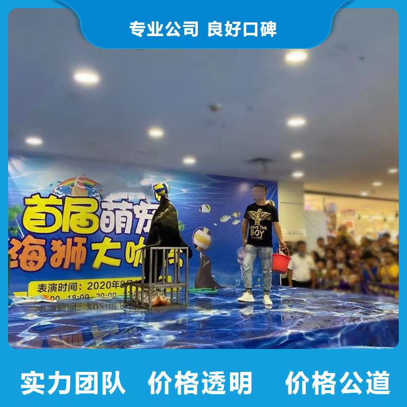 海洋主题动物表演【企鹅出租】有实力