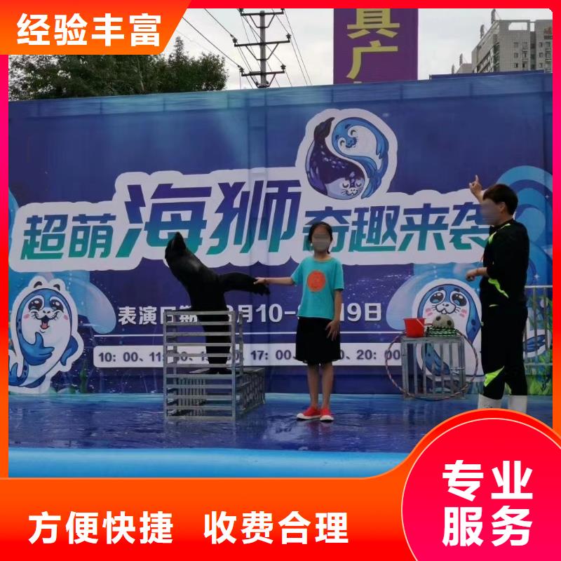 【海洋主题动物表演】 【海狮表演租赁】长期合作