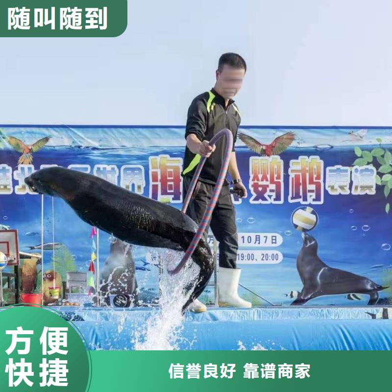 海洋主题动物表演_驯兽表演技术好