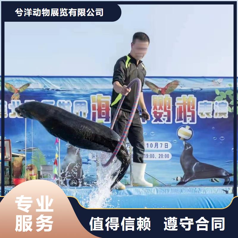 海洋主题动物表演【企鹅出租】有实力