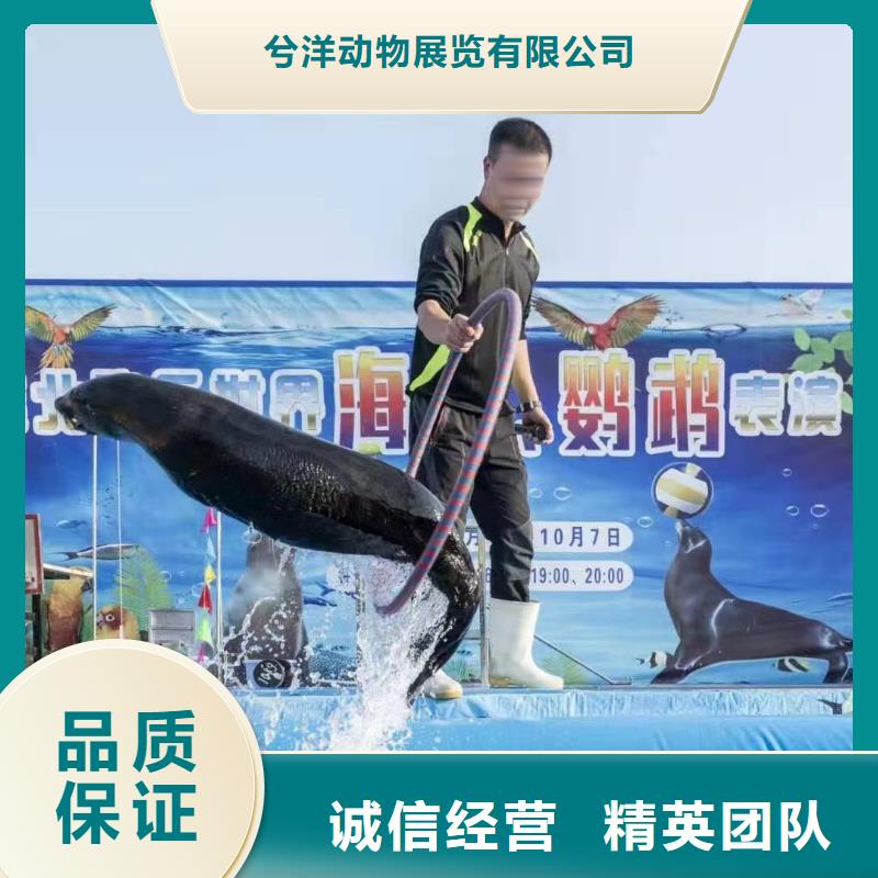 海洋主题动物表演_出租海狮表演先进的技术
