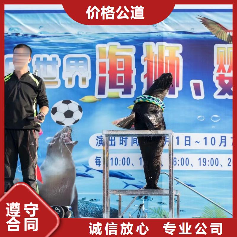 海洋主题动物表演-美人鱼表演方便快捷