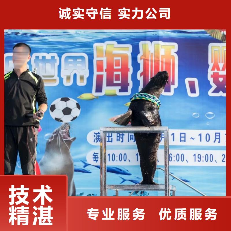海洋主题动物表演_出租海狮表演先进的技术
