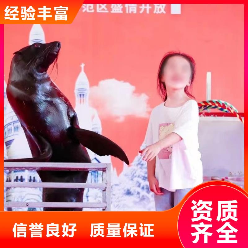 海洋主题动物表演出租海狮表演专业