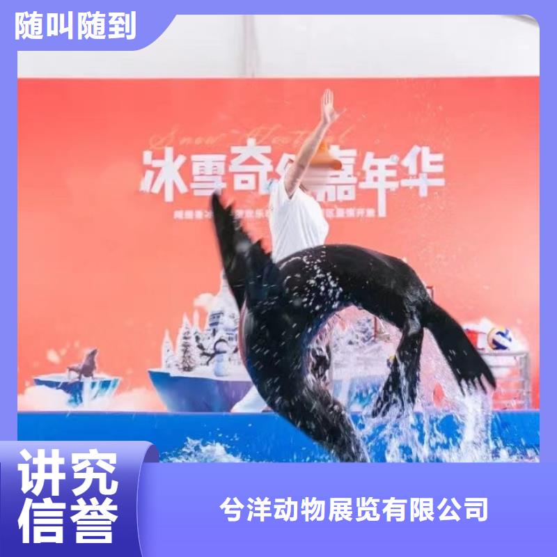 海洋主题动物表演_出租海狮表演先进的技术