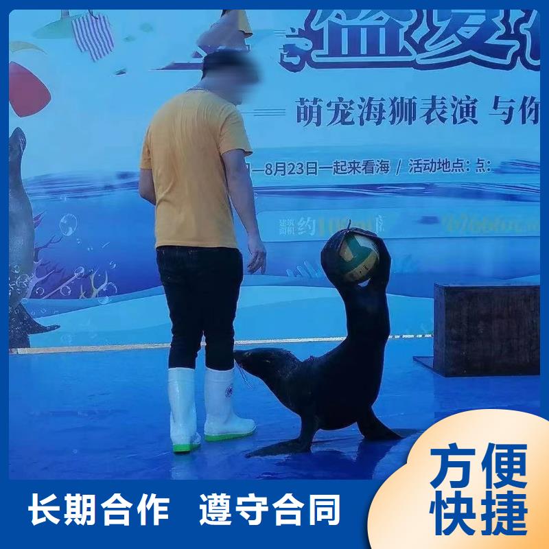 海洋主题动物表演死轮表演案例丰富