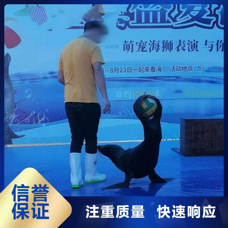 海洋主题动物表演【企鹅演出】全市24小时服务