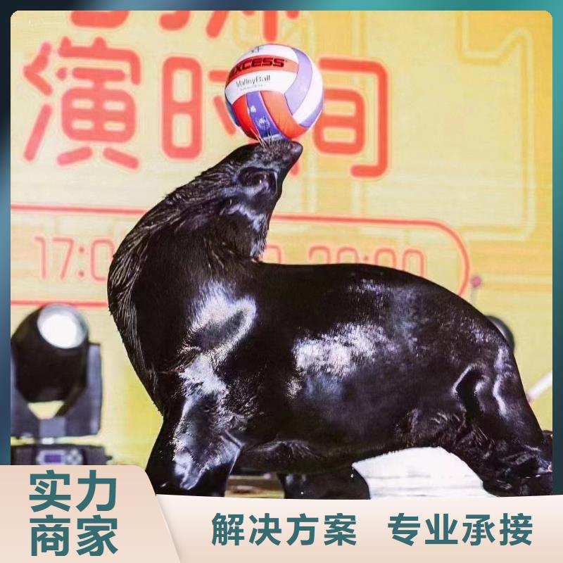 海洋主题动物表演【企鹅演出】全市24小时服务