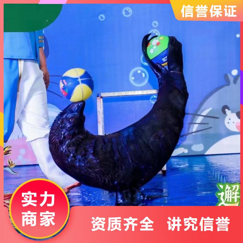 海洋主题动物表演_出租海狮表演先进的技术