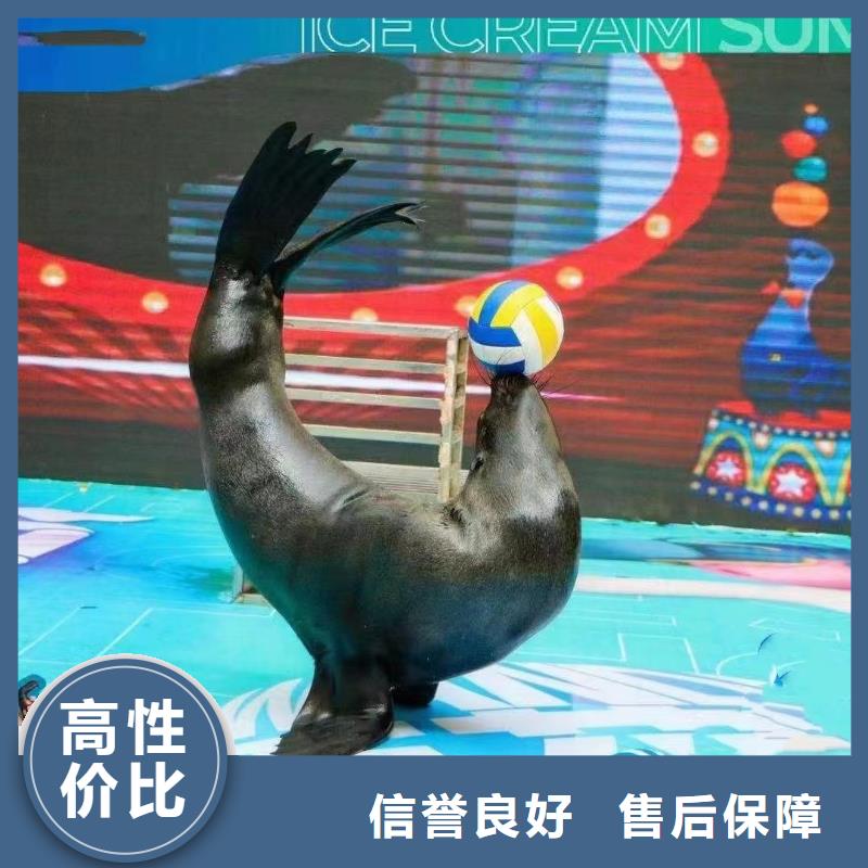 海洋主题动物表演_出租海狮表演先进的技术