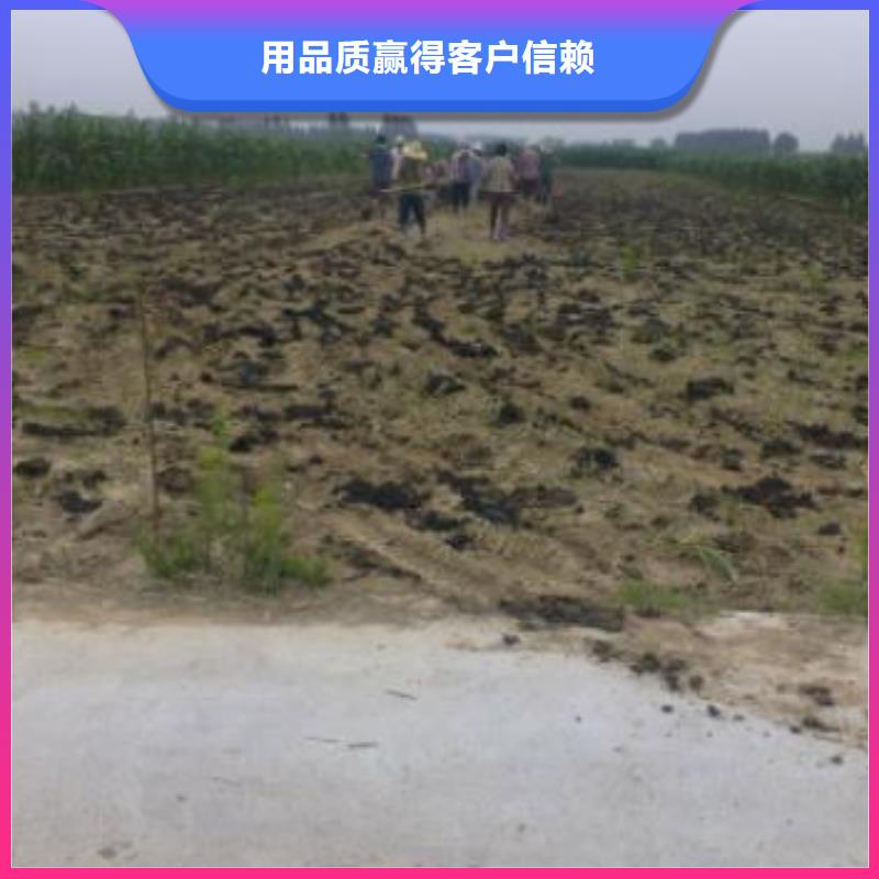 发酵鸡粪提高产量