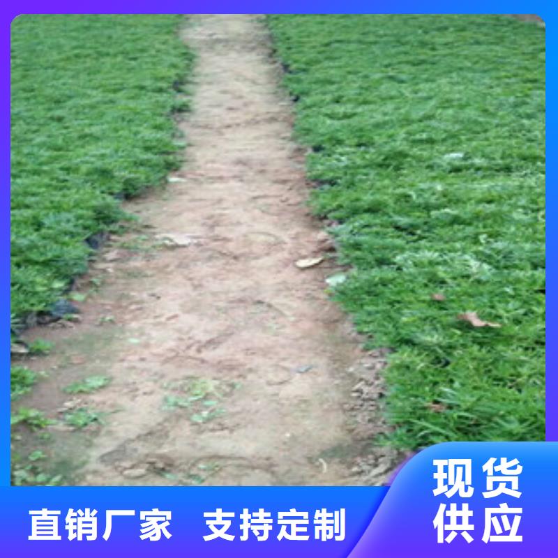 时令草花宿根花卉基地就近发货