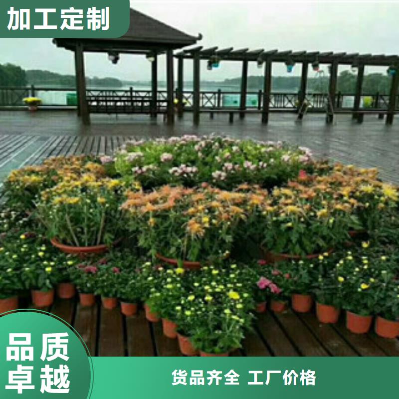 时令草花宿根花卉基地详细参数