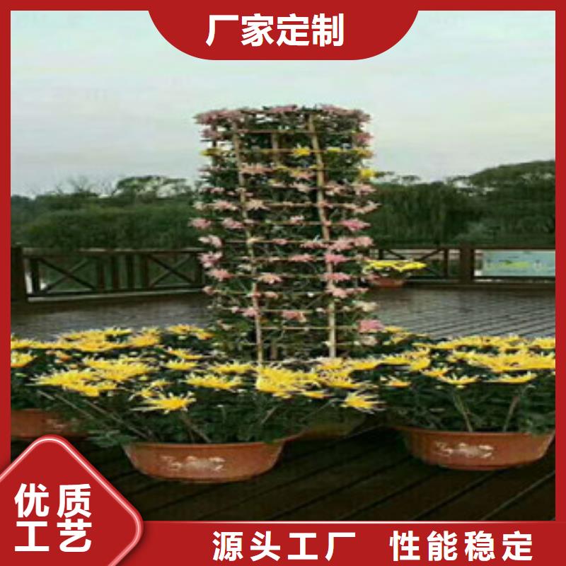 《绿九州》-|德庆|四会|江门|梅州|中山|东莞|云浮【 时令草花-水生植物/荷花睡莲放心选购】物流配送