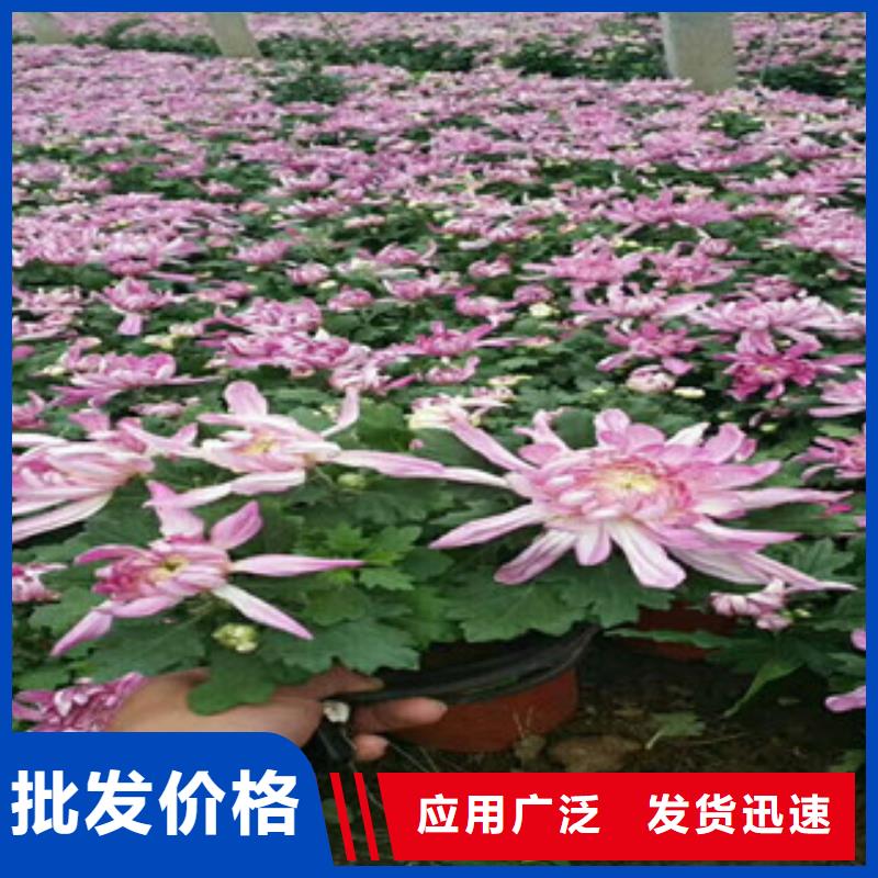 时令草花柳叶马鞭草/薰衣草畅销当地
