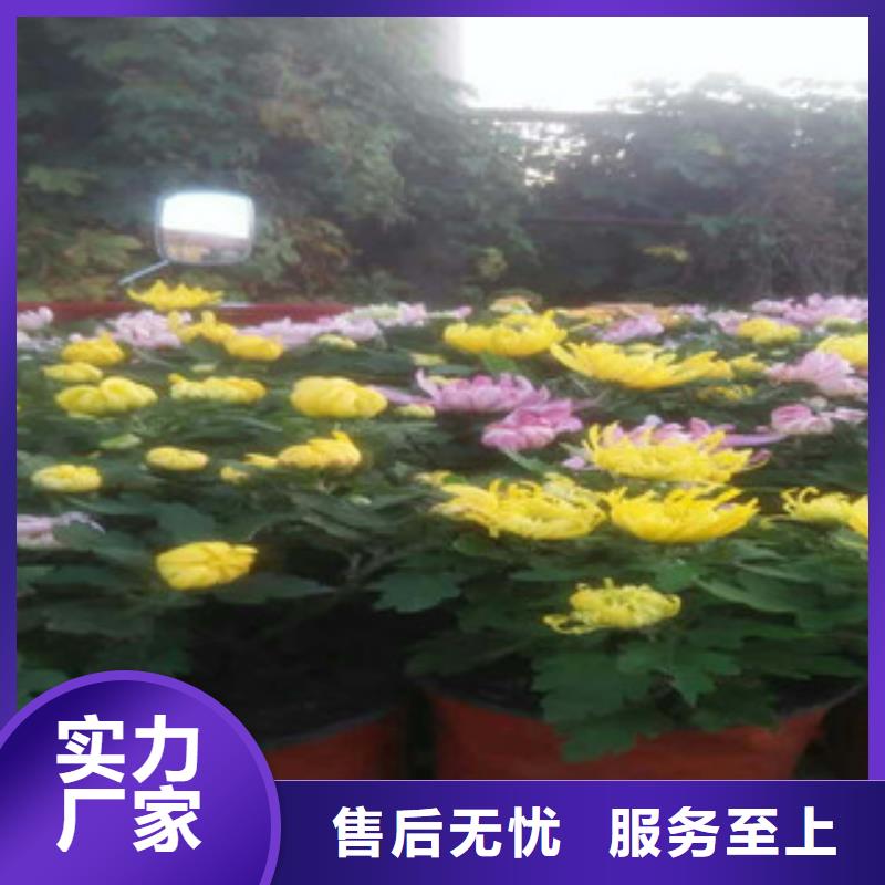 时令草花-鲁冰花/粉黛乱子草厂家十分靠谱