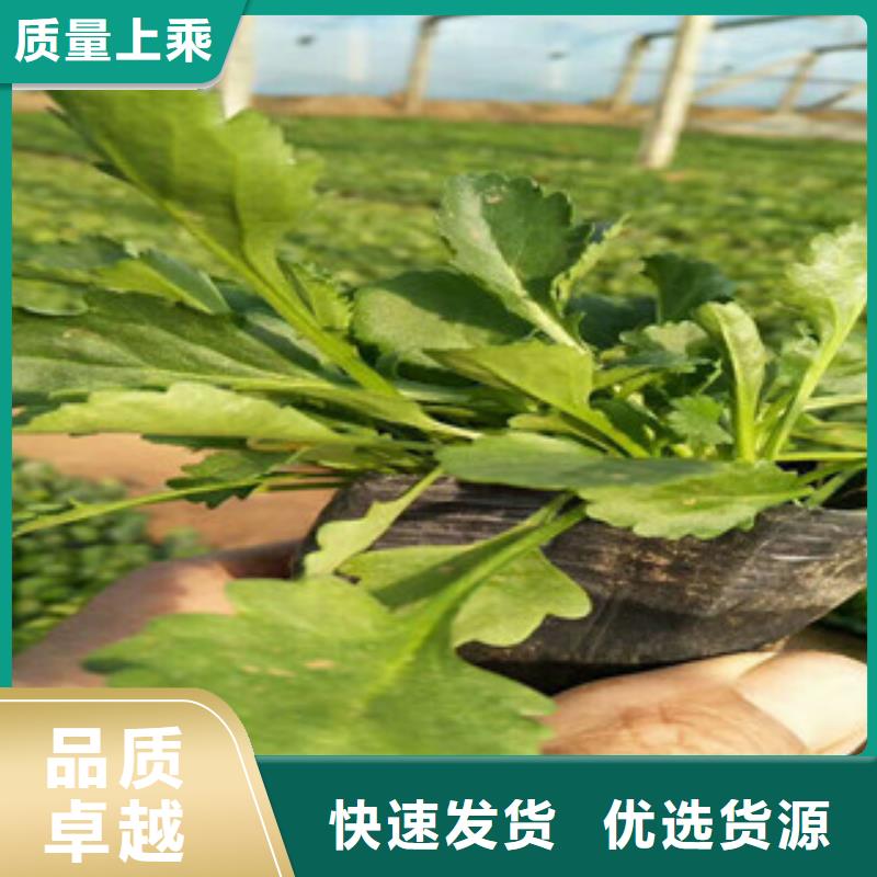 时令草花柳叶马鞭草/薰衣草精致工艺