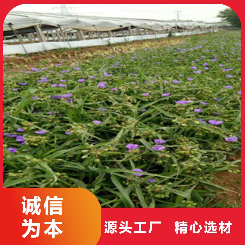 时令草花宿根花卉基地真正让利给买家