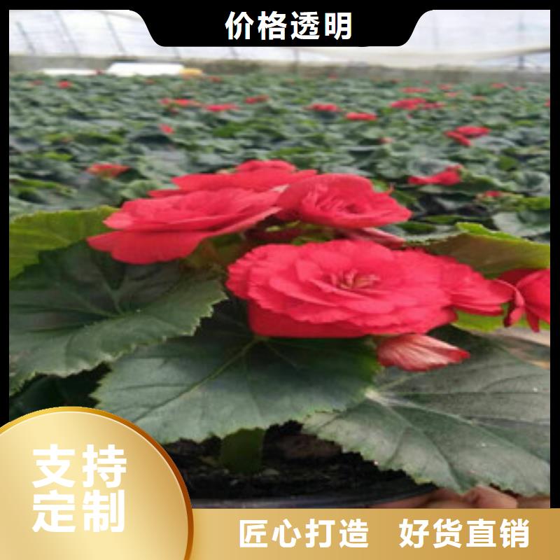 时令草花-水生植物/荷花睡莲保障产品质量