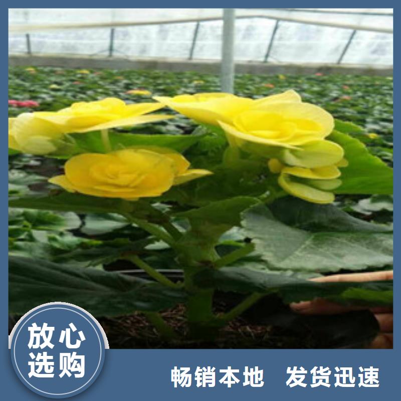 时令草花-水生植物/荷花睡莲保障产品质量