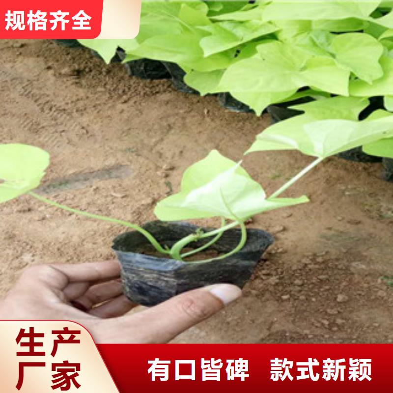 时令草花宿根花卉基地详细参数