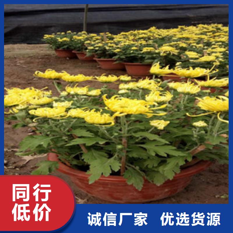 时令草花宿根花卉基地就近发货