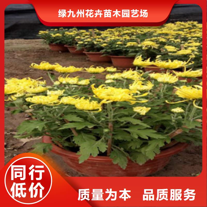 时令草花柳叶马鞭草/薰衣草精致工艺