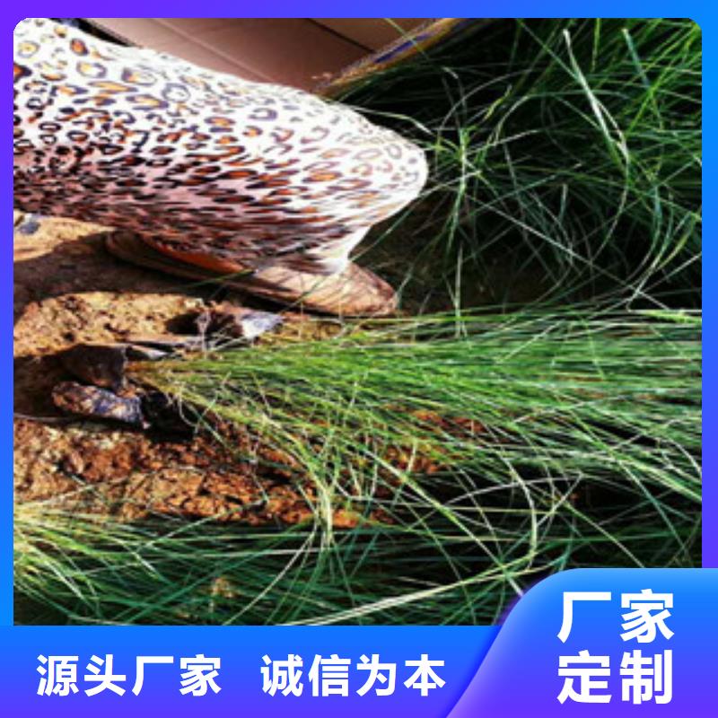 《绿九州》-|德庆|四会|江门|梅州|中山|东莞|云浮【 时令草花-水生植物/荷花睡莲放心选购】物流配送