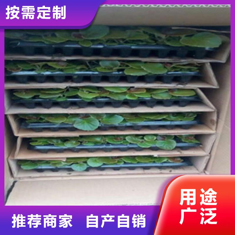 《绿九州》-|德庆|四会|江门|梅州|中山|东莞|云浮【 时令草花-水生植物/荷花睡莲放心选购】物流配送