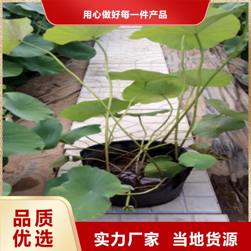 时令草花五一国庆草花批发厂家供应