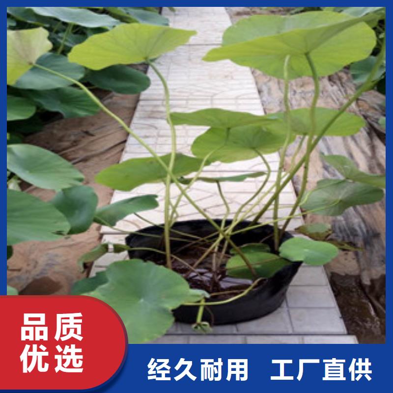 时令草花-鲁冰花/粉黛乱子草厂家十分靠谱