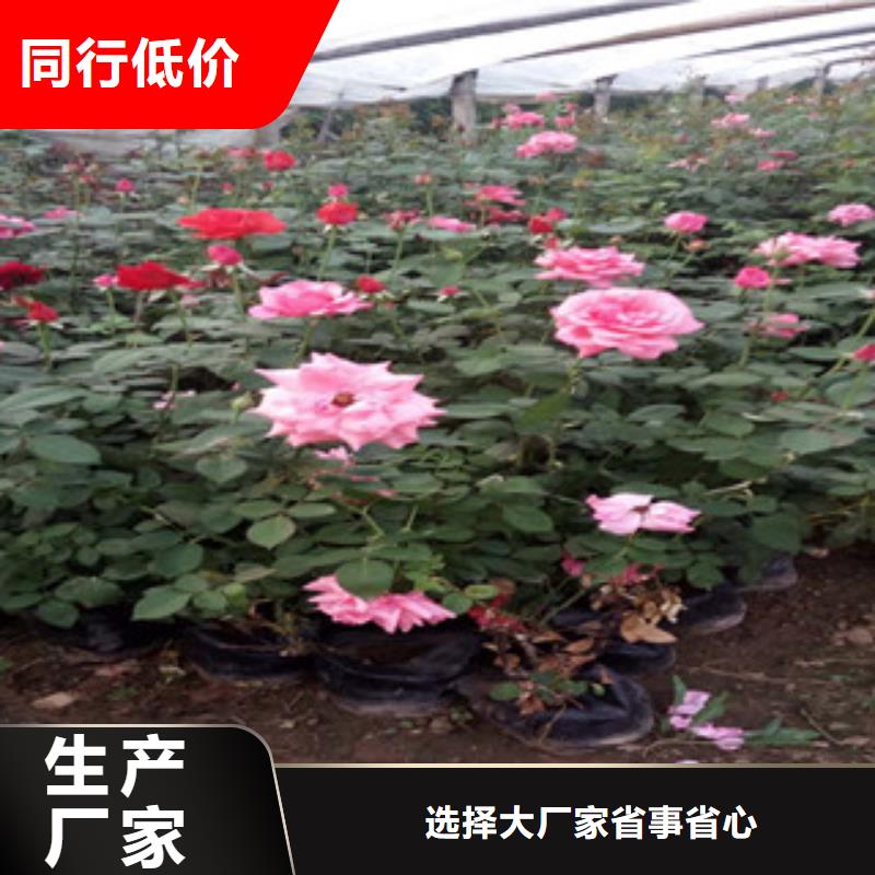 时令草花五一国庆草花批发厂家供应