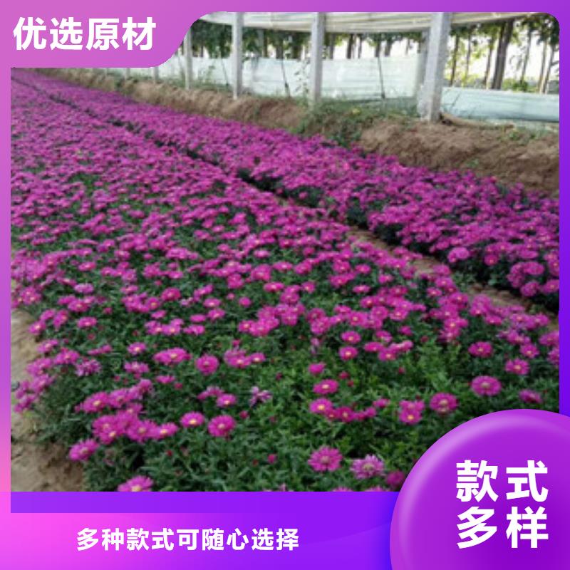 时令草花【宿根花卉基地】工厂直供
