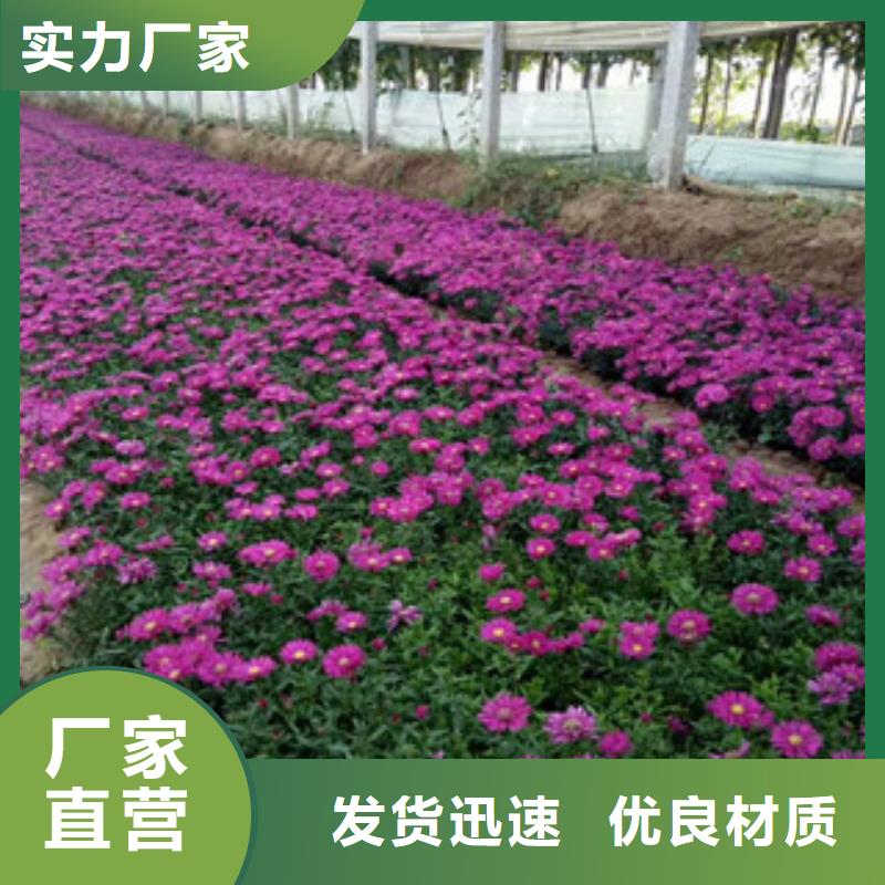 《绿九州》-|德庆|四会|江门|梅州|中山|东莞|云浮【 时令草花-水生植物/荷花睡莲放心选购】物流配送