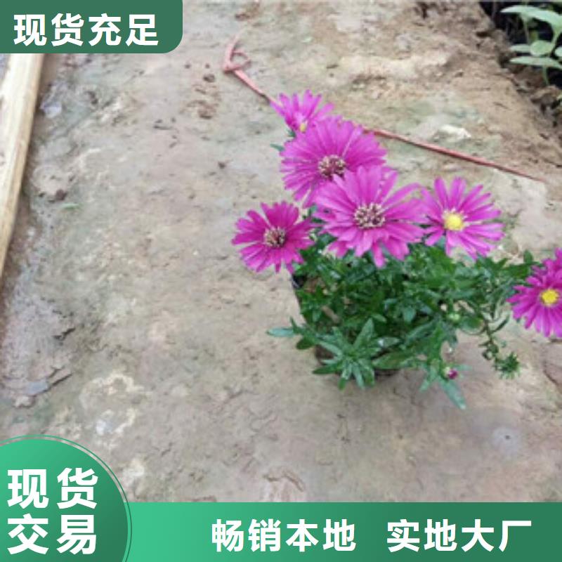 时令草花宿根花卉基地真正让利给买家