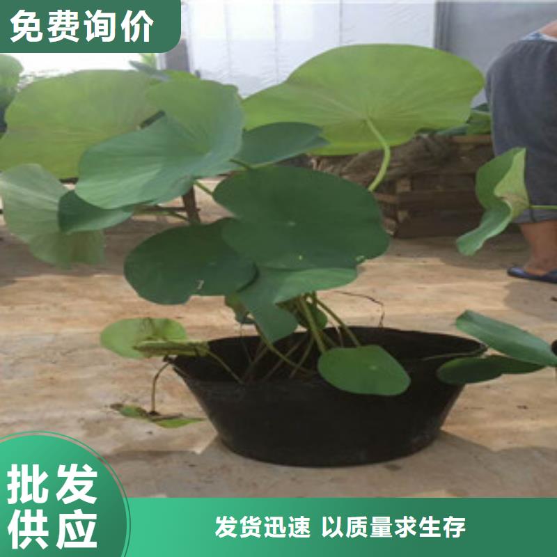 时令草花-鲁冰花/粉黛乱子草厂家十分靠谱