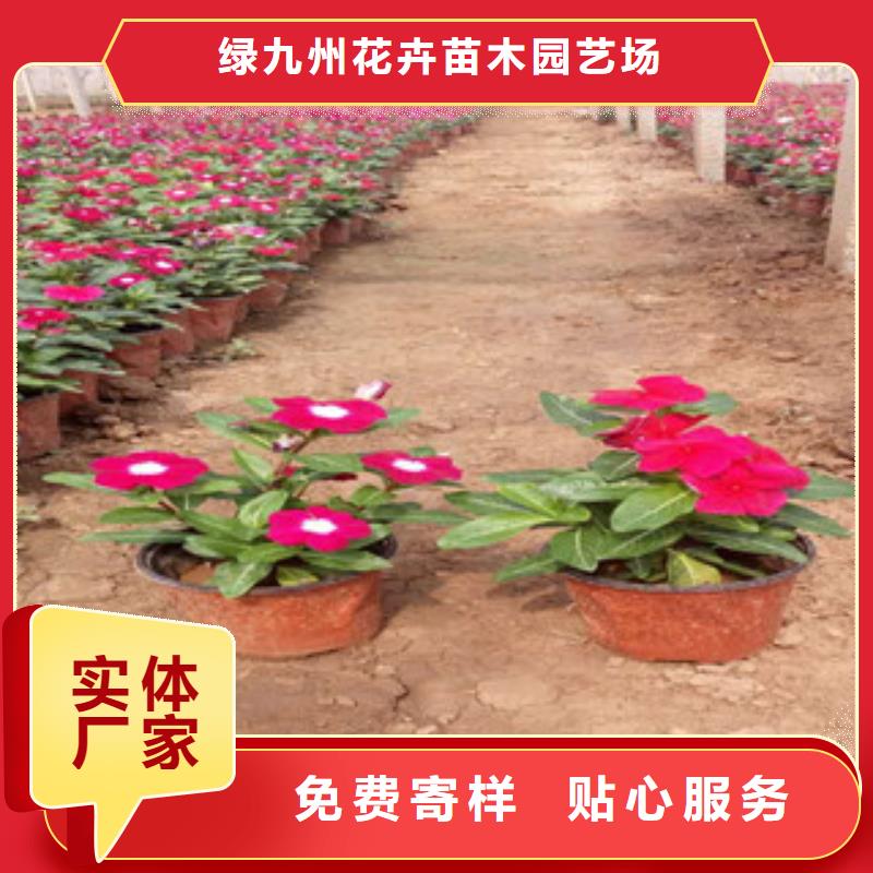 《绿九州》-|德庆|四会|江门|梅州|中山|东莞|云浮【 时令草花-水生植物/荷花睡莲放心选购】物流配送