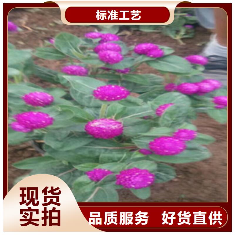 《绿九州》-|德庆|四会|江门|梅州|中山|东莞|云浮【 时令草花-水生植物/荷花睡莲放心选购】物流配送